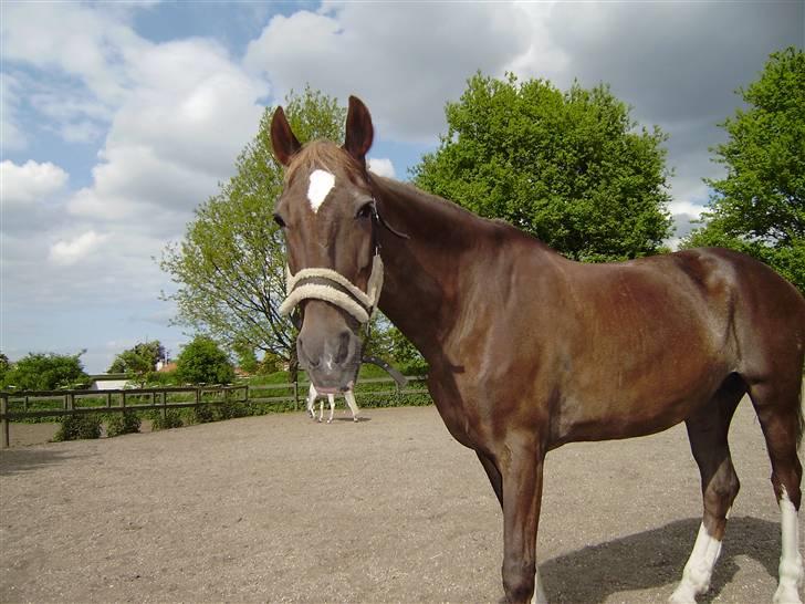 Anden særlig race Madonna<33  billede 8