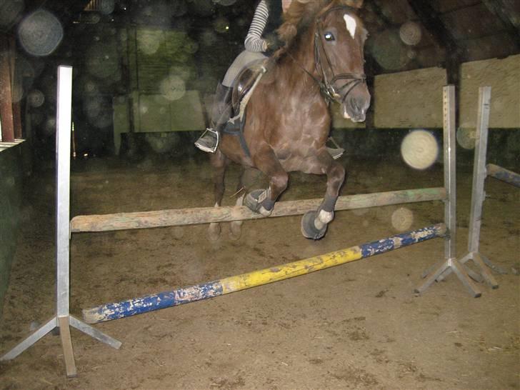 Anden særlig race Madonna<33  billede 9