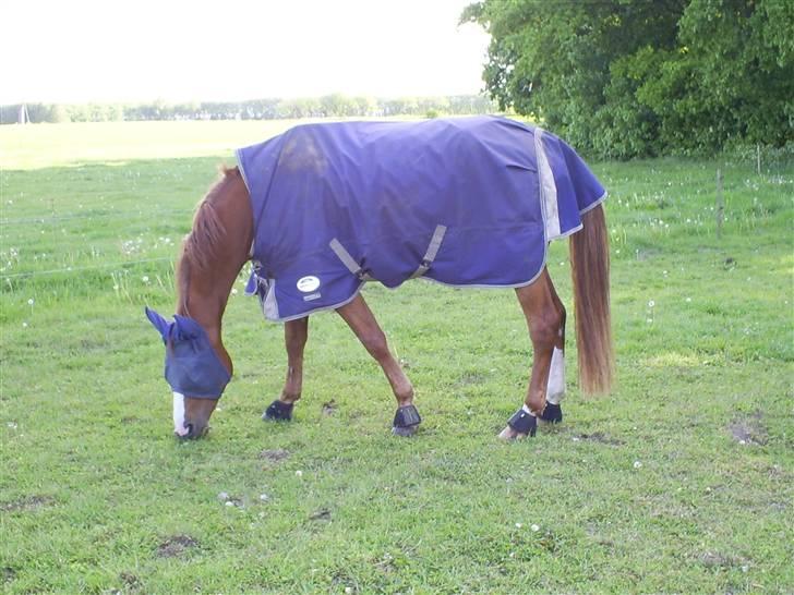 Hannoveraner ludwiig billede 5