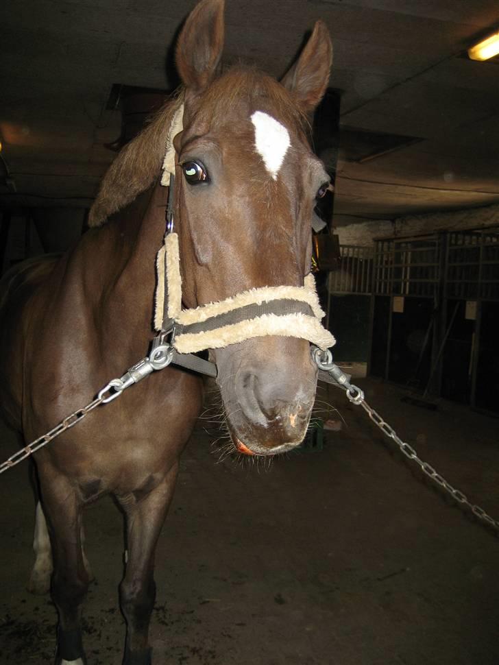 Anden særlig race Madonna<33  billede 12