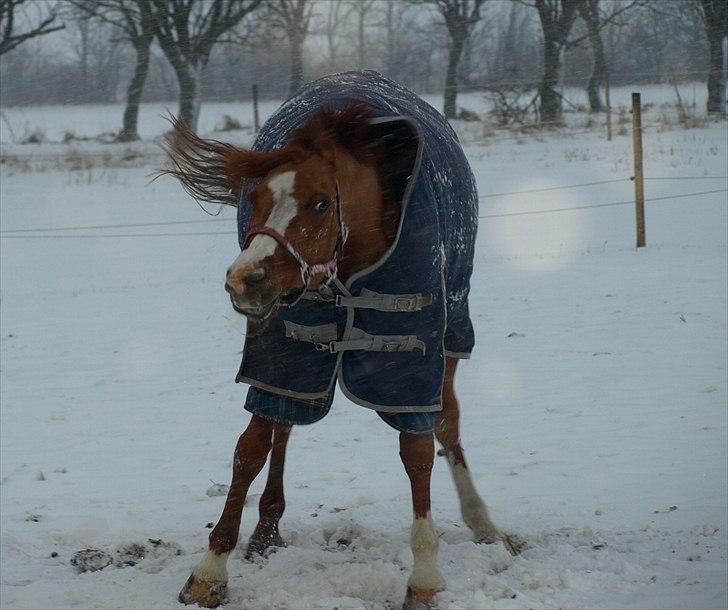 Anden særlig race Brogaards Bailey - 2010 billede 16