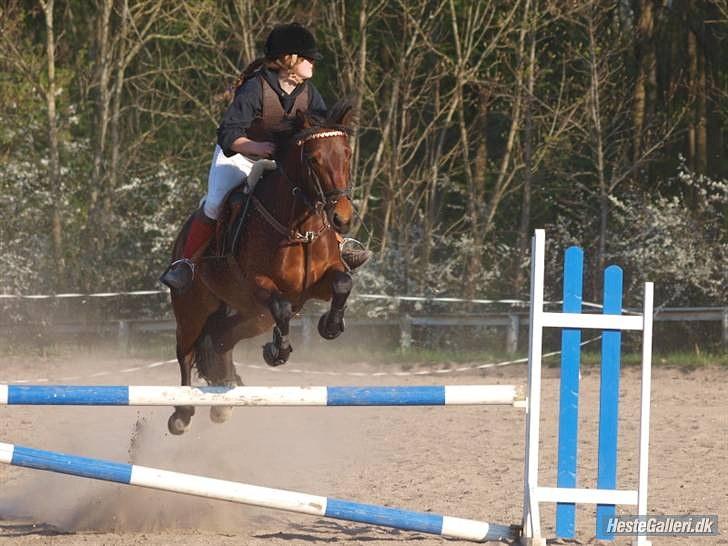 Connemara Torps Melanie  billede 12