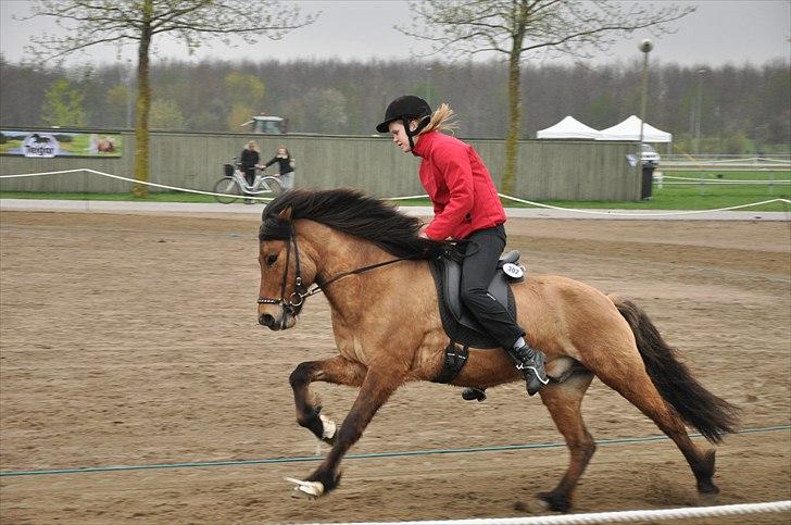 Islænder Golnir fra Nr. Felding - Bededagsstævne 2010 ! billede 2