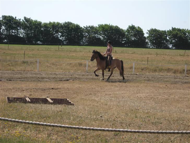 Islænder Golnir fra Nr. Felding - 10. Youth Games 2008 Foto: Far billede 10