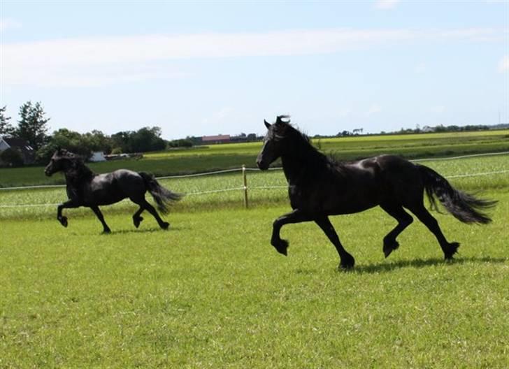 Frieser Yfke v. D. - 3. pr. stb. - Yfkes forrest og Sanne B bagerst. De har aftalt at trave i takt;-) billede 11