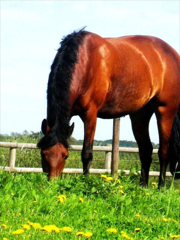 Connemara Torps Melanie  billede 16