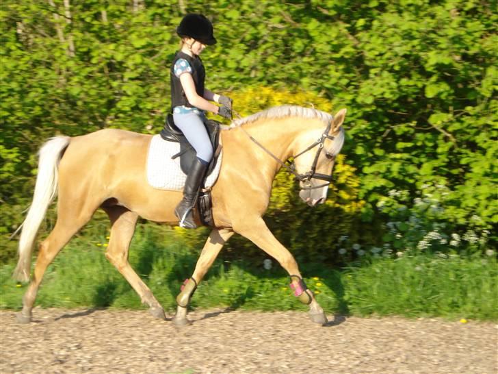 DSP Elvira Wales billede 13