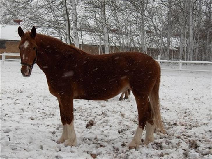 Anden særlig race Himbi *Gammel part* billede 4