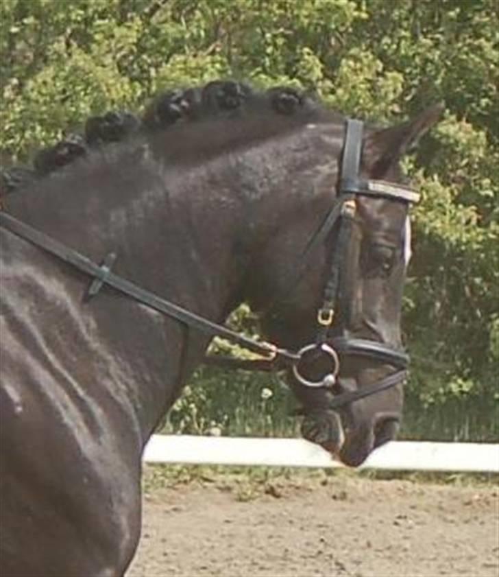 DSP Pirat   - Velkommen til Pirat´s profil billede 1