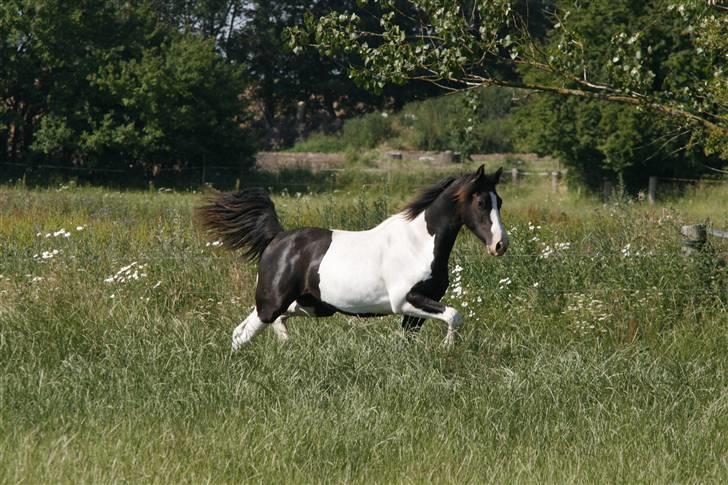 Barockpinto Angel af Pilevadgaard billede 4