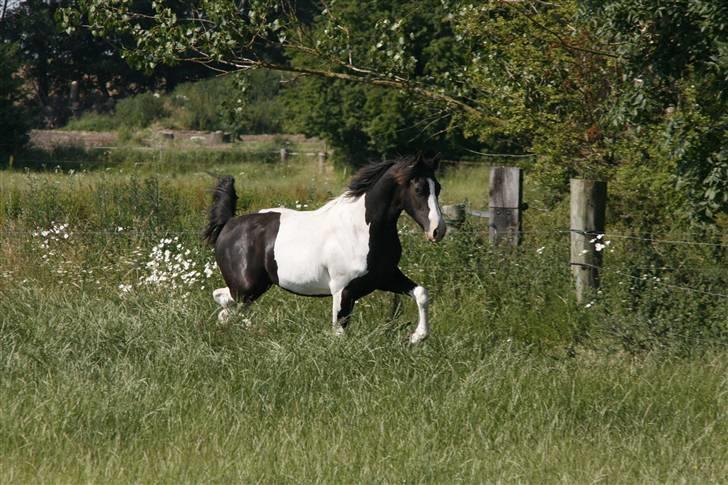 Barockpinto Angel af Pilevadgaard billede 5