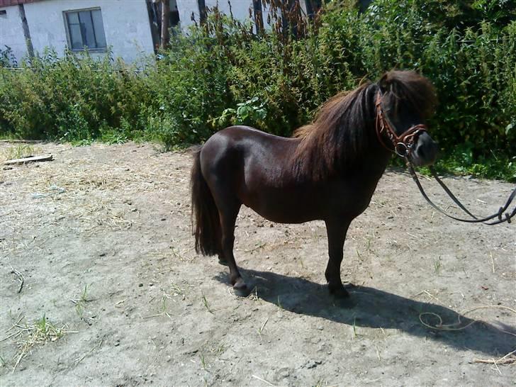 Miniature Herkules R.I.P - Træner opstiling<3 billede 14