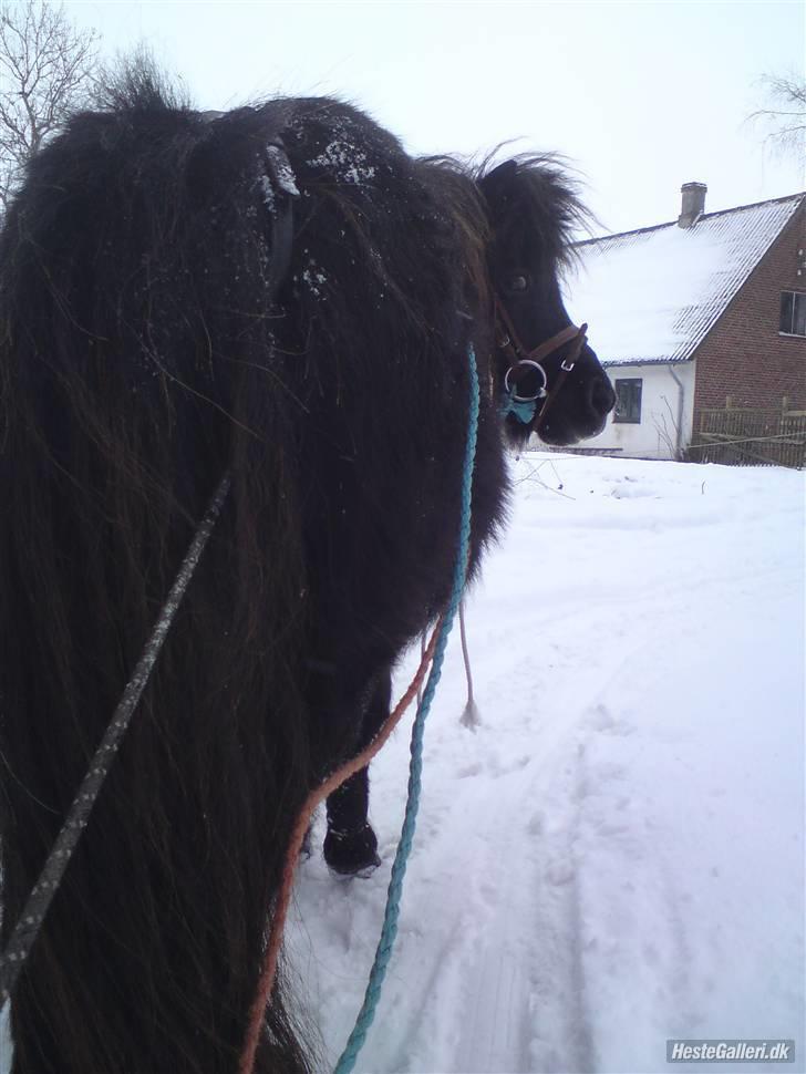 Miniature Herkules R.I.P - Ude og køre slæde, januar/februar 2010 <3 billede 15