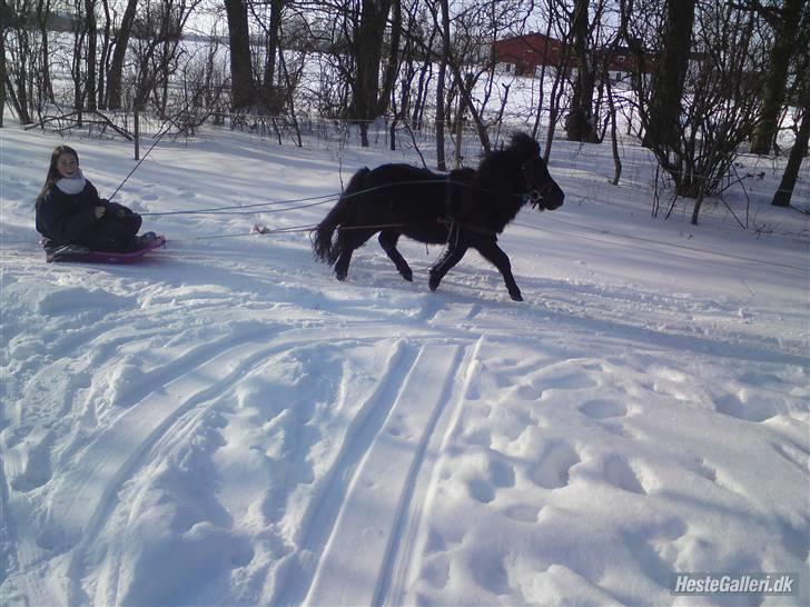 Miniature Herkules R.I.P - så dygtig <3 billede 16