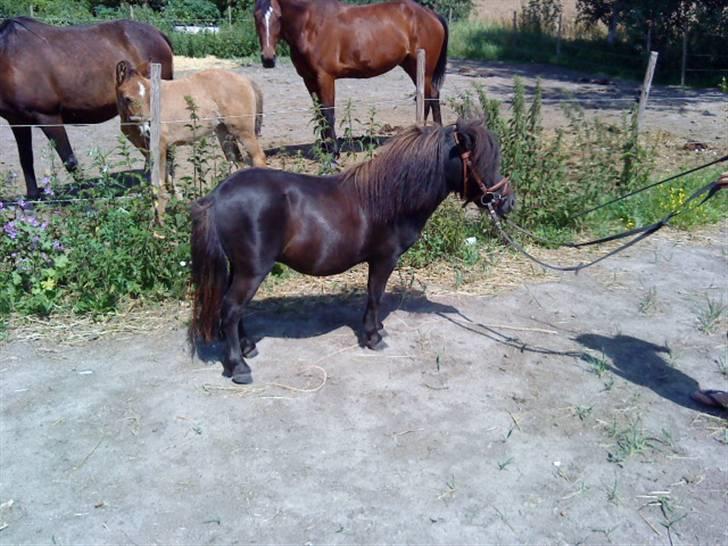 Miniature Herkules R.I.P - Også er han ved at blive lidt træt :/ billede 17