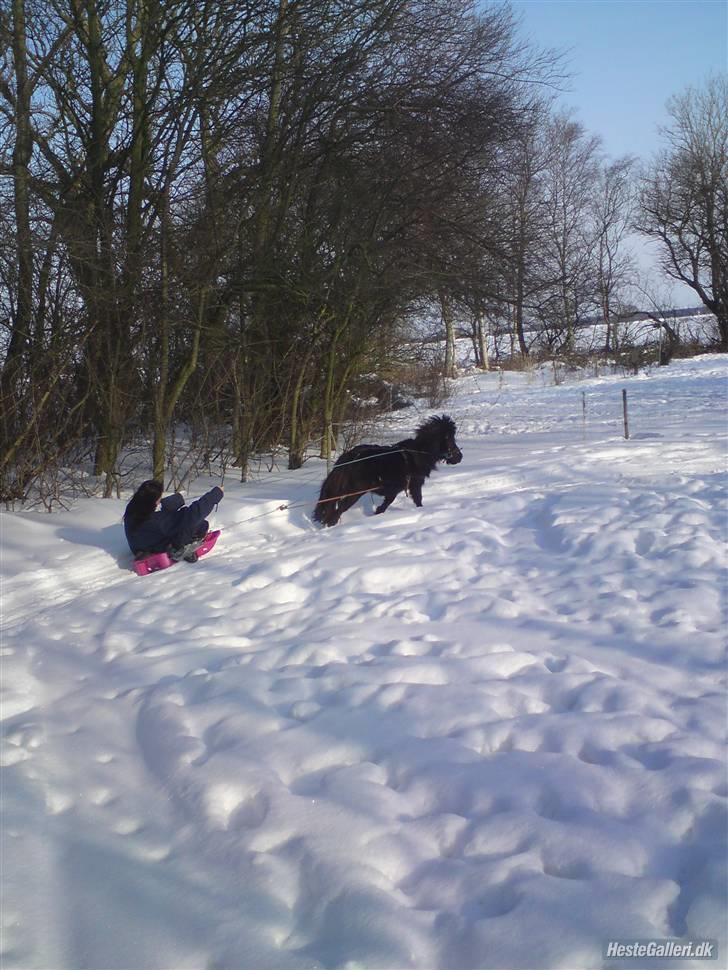 Miniature Herkules R.I.P - juletid <3 billede 18