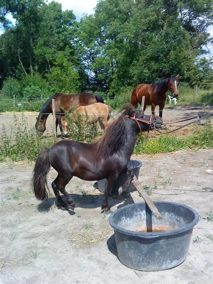 Miniature Herkules R.I.P - Det ser ud som om vi hiver ham i munden men det gør vi bestemt ikke :/ billede 19