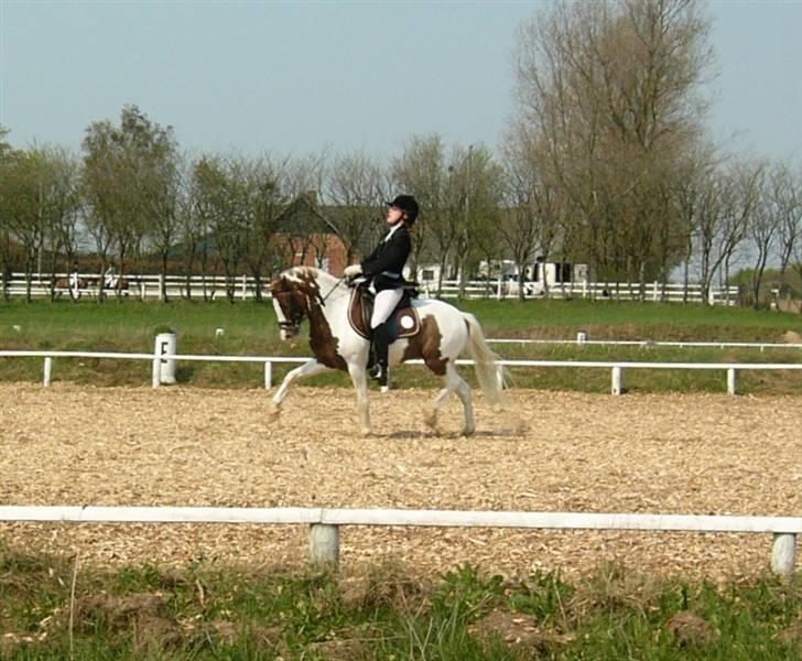 Welsh Pony (sec B) Apache billede 18