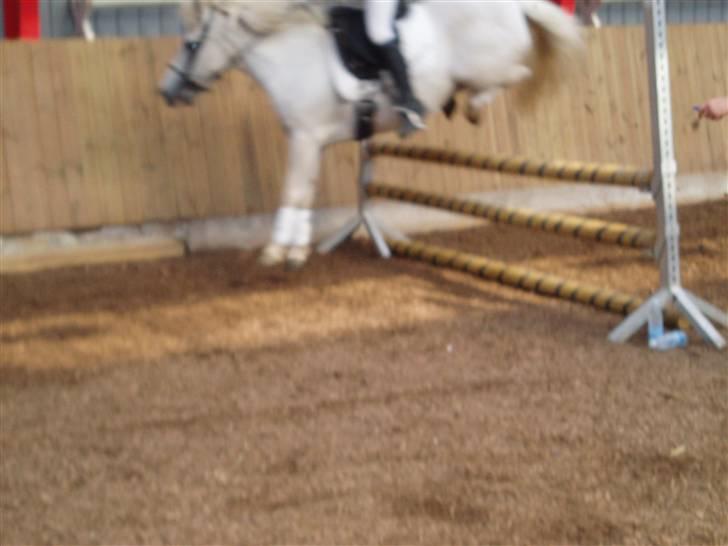 Islænder Fenja Fra Frijsbak - her springer vi lige 80 cm til højdespring billede 2