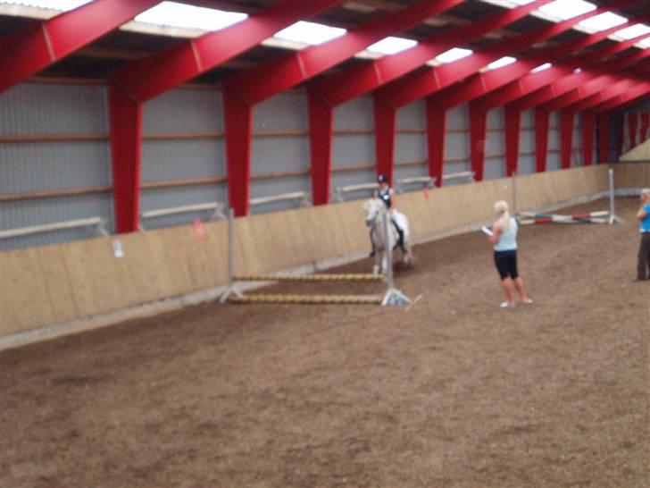 Islænder Fenja Fra Frijsbak - tilløb( kom så du kan godt) billede 3