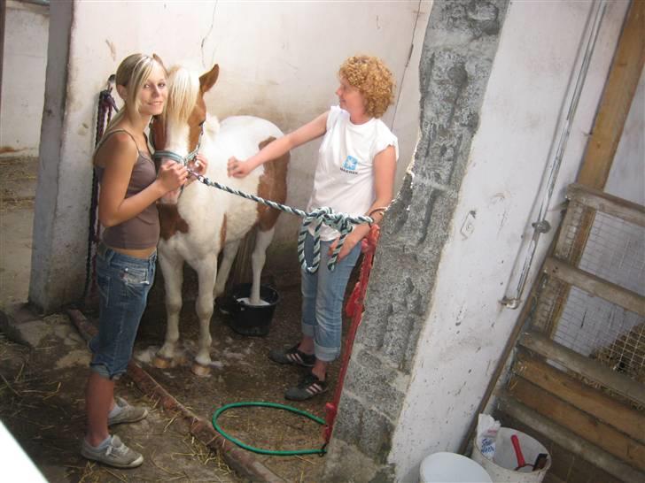 Pinto Lucky Boy - Lucky træder et søm op i hoven,han skal bla have hoven i sæbevand for at blive haltfri igen.maj 2008.Godt han har en god ponypasser. billede 10