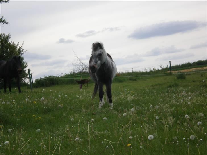 Anden særlig race LUNA <3 R.I.P. billede 12