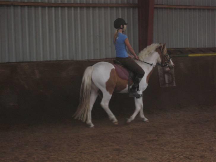 Pinto Lucky Boy - Nana og Lucky igang igen, de er baaaare så dygtige :o).maj 2008. billede 11