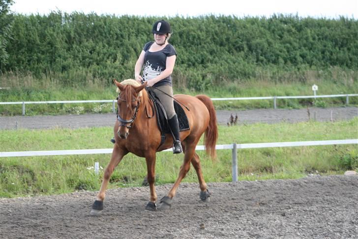 Anden særlig race Quintus Kashmir - solgt - Tak fordi du gad at ride ham Camilla <3 Foto: Carina Bisgaard billede 4