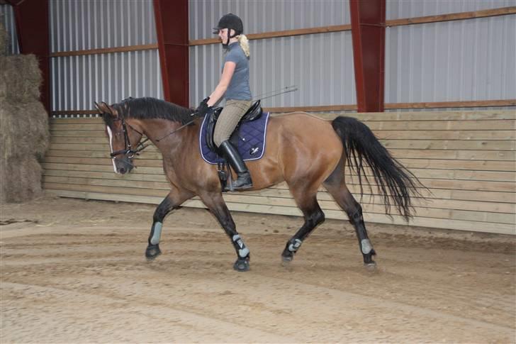 Holstener Dyval [12/3-03 -- 5/7-11] - Træning d. 31-08-09 billede 19