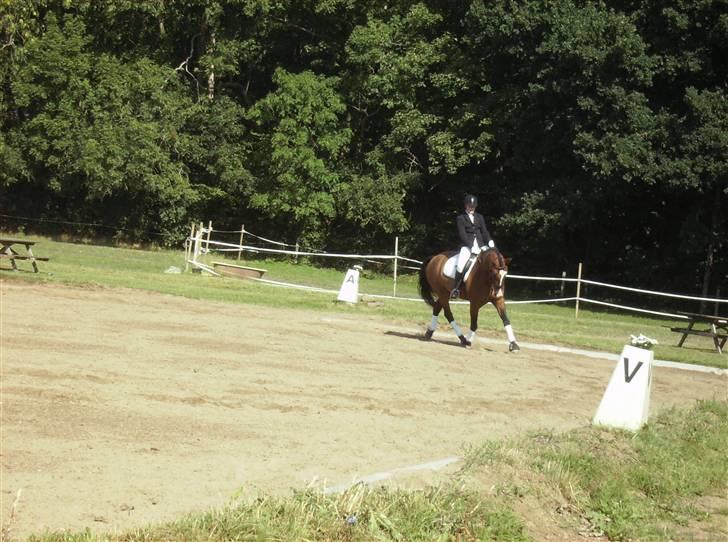 Holstener Dyval [12/3-03 -- 5/7-11] - stævne i augr. d. 3.8.08 Lc1 billede 20