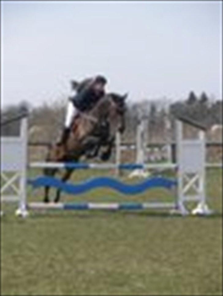 Holstener liva ( solgt ) - trav  billede 6