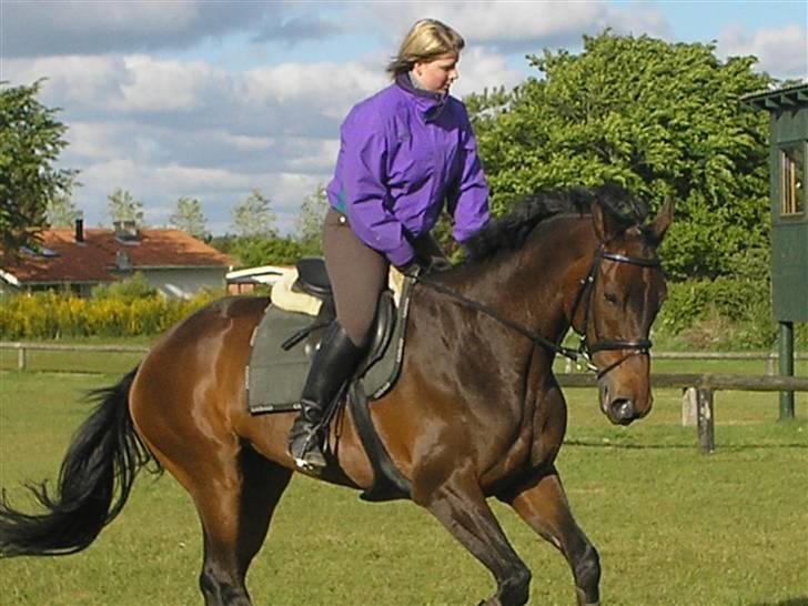 Holstener liva ( solgt ) - midt i et changement billede 8