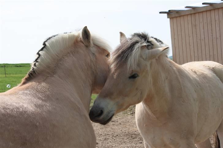 Fjordhest monet*SOLGT* - gnubbe gnubbe  billede 11