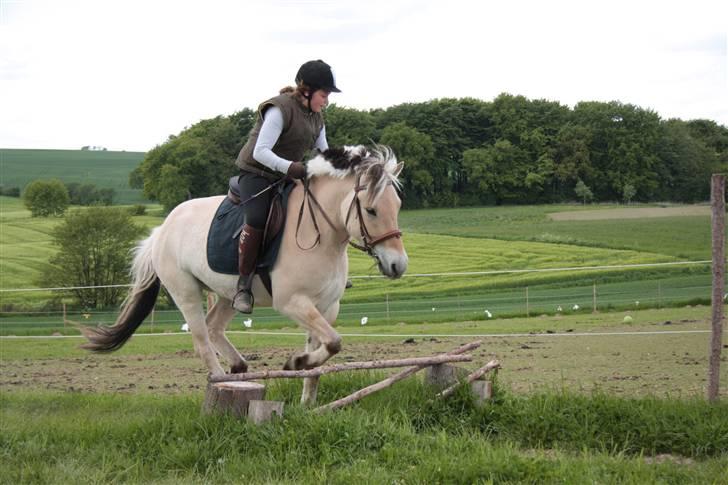 Fjordhest monet*SOLGT* - hopla billede 12