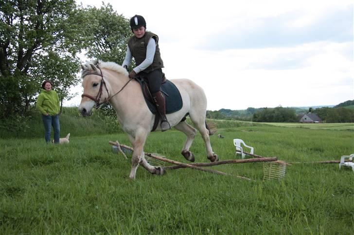 Fjordhest monet*SOLGT* - vi får ligfe bag benene med ik billede 13