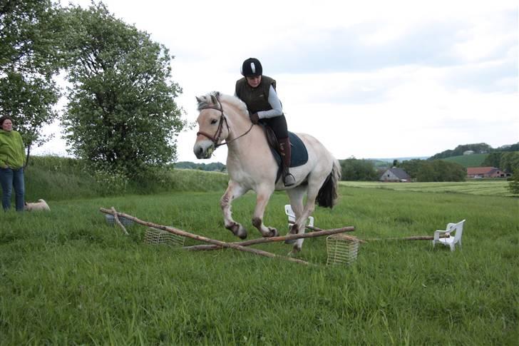Fjordhest monet*SOLGT* - ikke så højt men det er heller ikke en speciel god bane billede 14