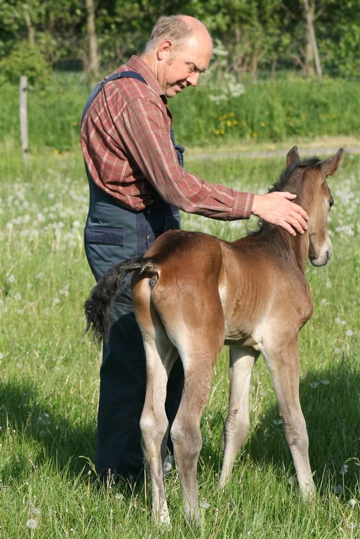 Dansk Varmblod Zariff - Kælepotten 13-14 timer gammel billede 2