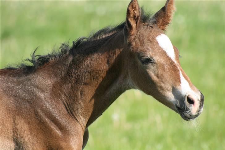 Dansk Varmblod Zariff - 13-14 timer gammel. billede 3