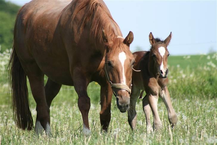 Dansk Varmblod Zariff - Lille fyren og mor :)  billede 5