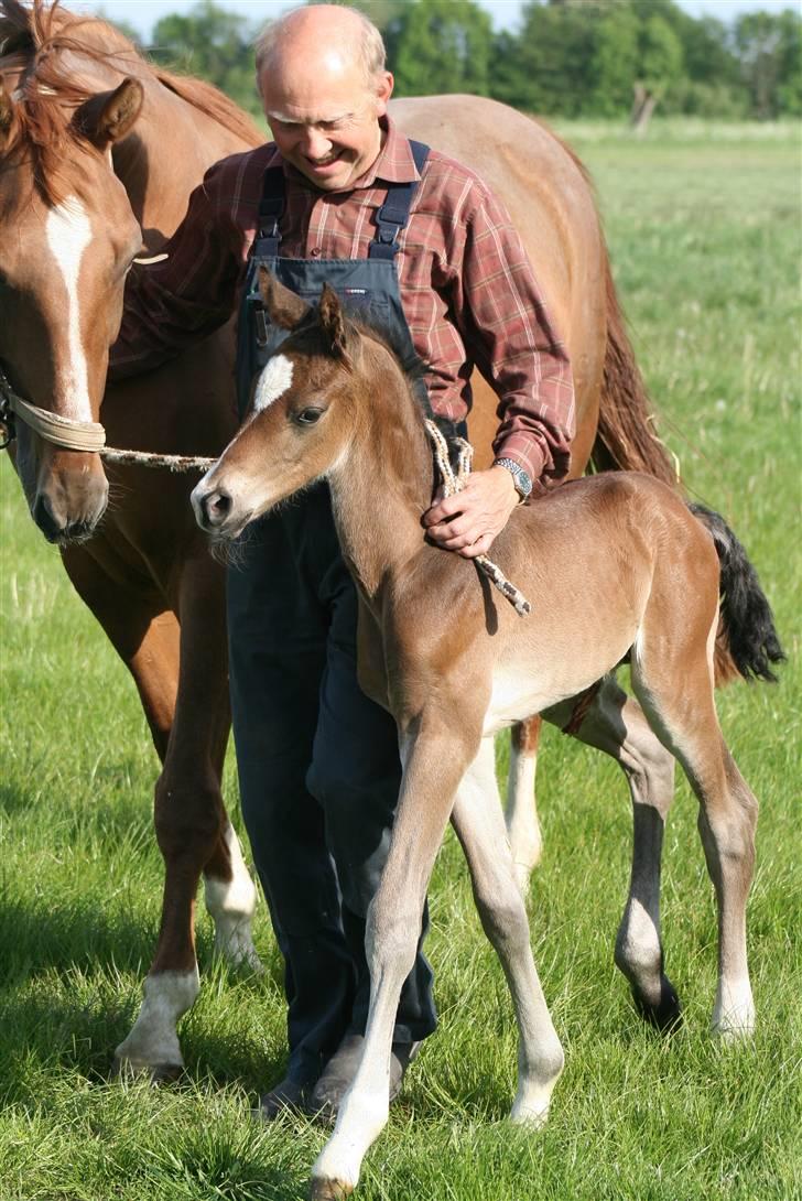 Dansk Varmblod Zariff - Åh, han er så søøød ;) 13-14 timer gammel. billede 8