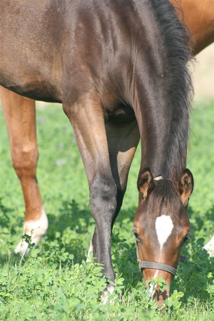 Dansk Varmblod Zariff - 3mdr. billede 10