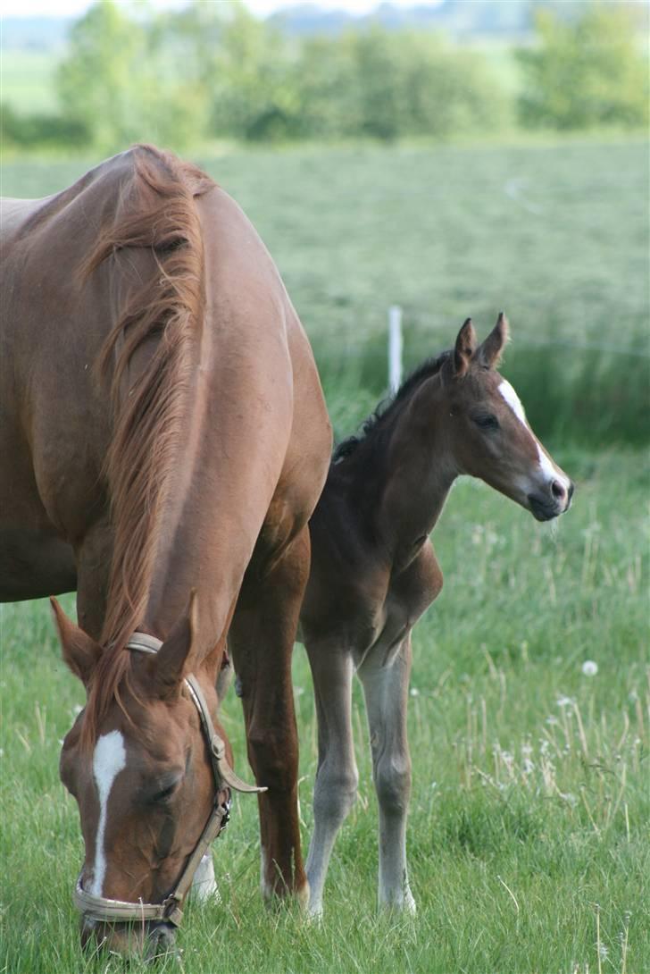 Dansk Varmblod Zariff - 13-14 timer gammel. billede 12