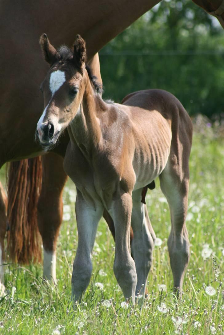 Dansk Varmblod Zariff - Hej med dig :P billede 13