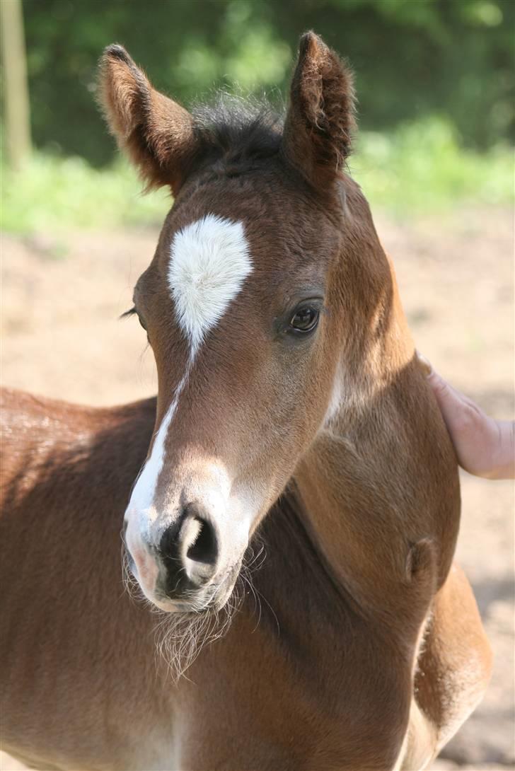 Dansk Varmblod Zariff - Lige da han kom på fold for første gang. billede 14