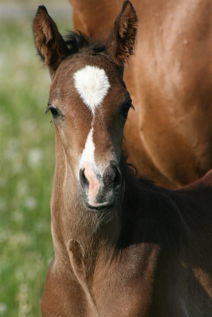 Dansk Varmblod Zariff - 13-14 timer gammel. billede 17