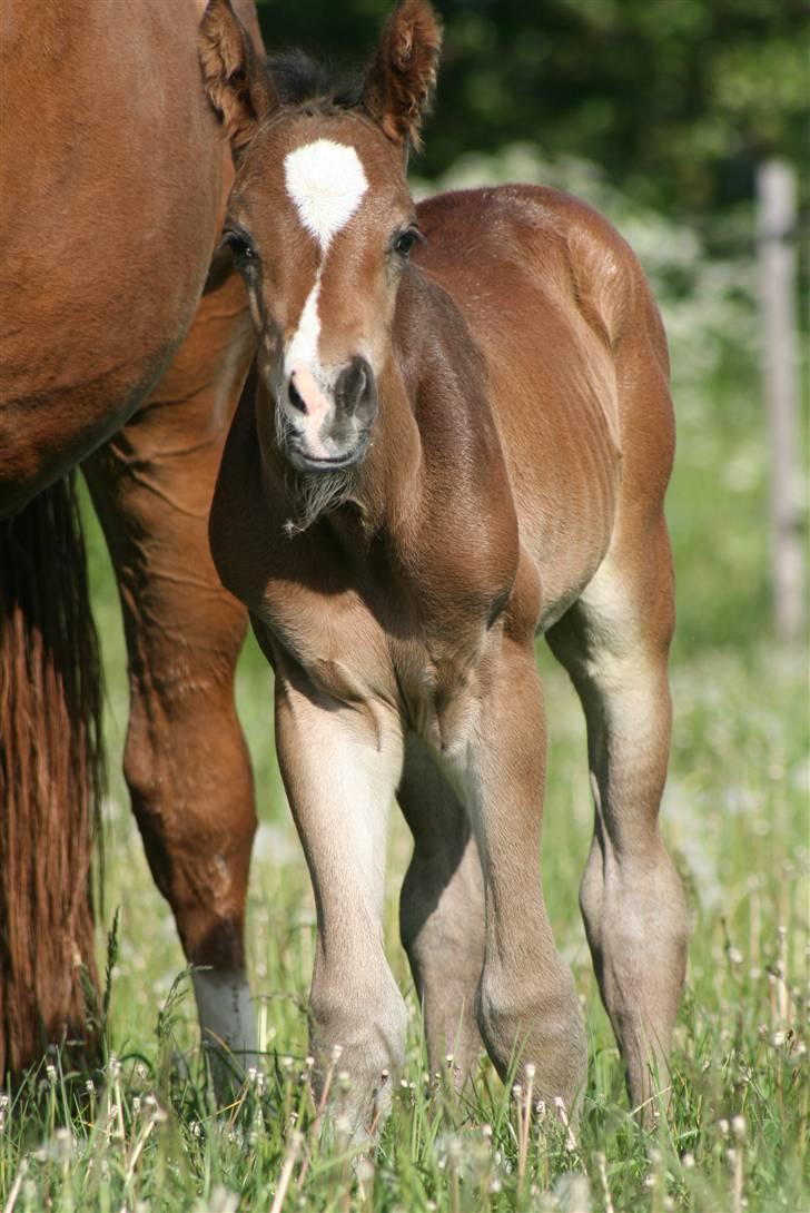 Dansk Varmblod Zariff - 13-14 timer gammel. billede 18