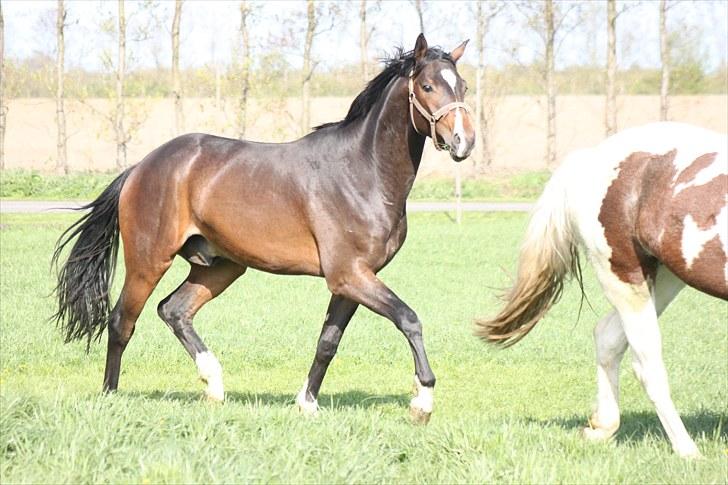 Dansk Varmblod Zariff - Zariff 2 år billede 20