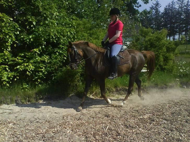 Sportsaraber (A) Zag  - mig der ride:´D iloveyou iloveyou iloveyou iloveyou billede 15