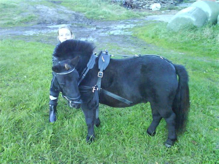 Shetlænder Rex solgt :`-) billede 10