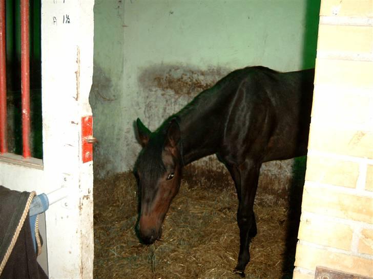 Traver Osaka Steensgård billede 7